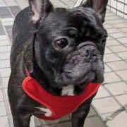 Champの画像