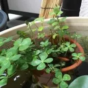 norinorikoの画像
