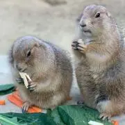 のっちん