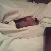 ぼりき