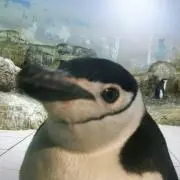 RVR所有者