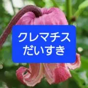 クレマチス大好きの画像
