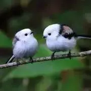 るるの画像