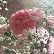 さくら