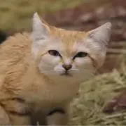 ハヤシ ケイトの画像