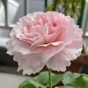 そらの宝物の画像