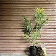 ルイボス24@価格交渉は直接お願いしますの画像