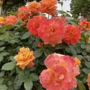 もっつぁれらの画像