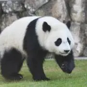 hdstの画像