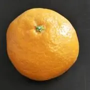 ☆ここ☆の画像