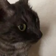 おむすびころりんの画像