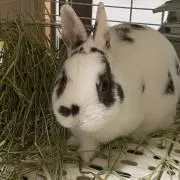 しろっぷの画像