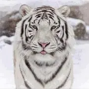 ホワイトタイガー