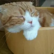 さくらもち