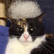 らむの画像
