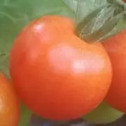 dai5