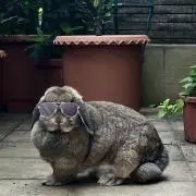 つねちゃんの画像