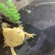 Seroriの画像