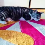うのんの画像