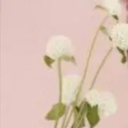 ファニ【プロフ確認お願いします】の画像