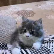 リンゴチップ