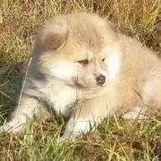 いぬ　プロフィール一読お願いします