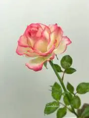 エマミの画像