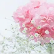 はながっぱ 即購入◎の画像