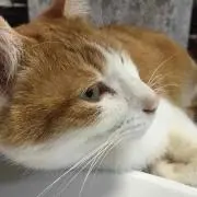 コマ