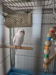 ララの画像