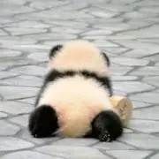 ( ˙ᵜ˙  )の画像