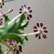 あやね