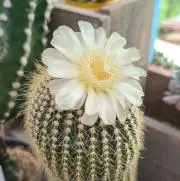 ボンT29*　⚠プロフ ご一読ください⚠の画像