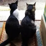 にゃんこの画像