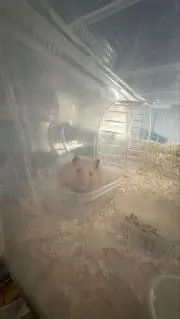 ルイくん