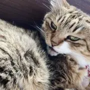 竹の子