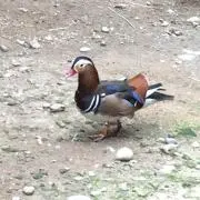 えー