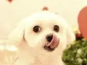 コモ