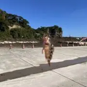 あじゃぽの画像