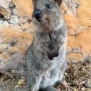 梨ジュースの画像