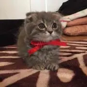 れいとうみかんの画像