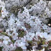 さくらの画像