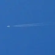 マリーゴールドの画像