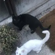 戯リュ