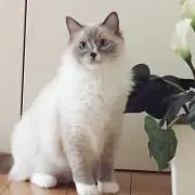 のん
