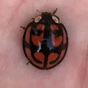 けん