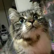 ちゅらの画像