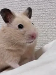 ハムスター大好きますます