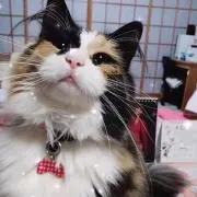 kumaの画像