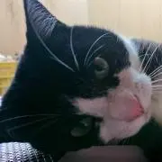 むさにの画像